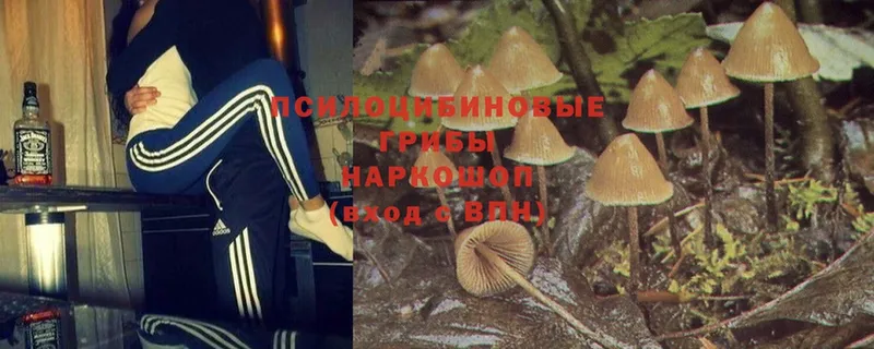 Псилоцибиновые грибы Psilocybine cubensis  Амурск 